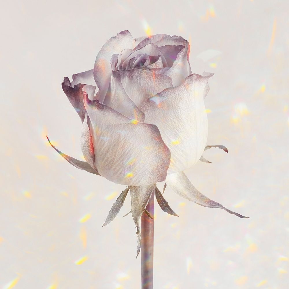 Rose flower on a holographic background design resource 