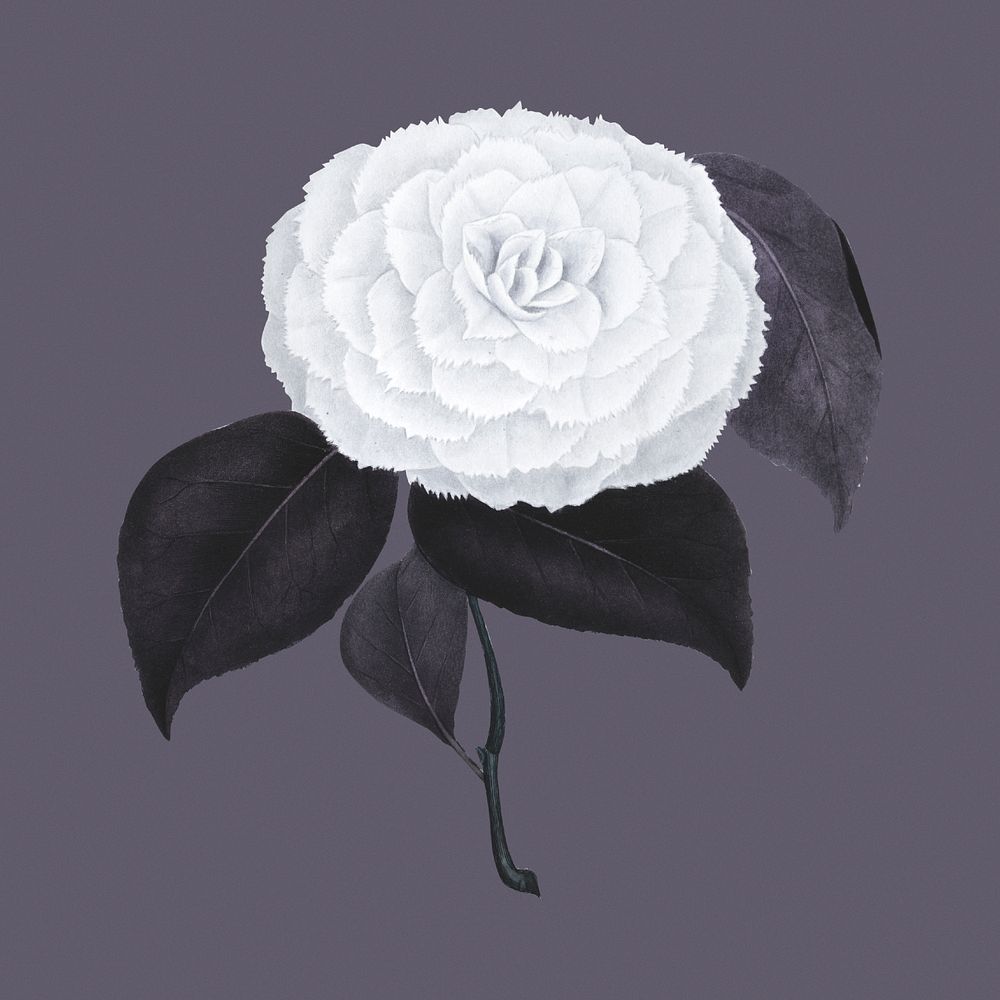 Hand drawn camellia flower on a purple background