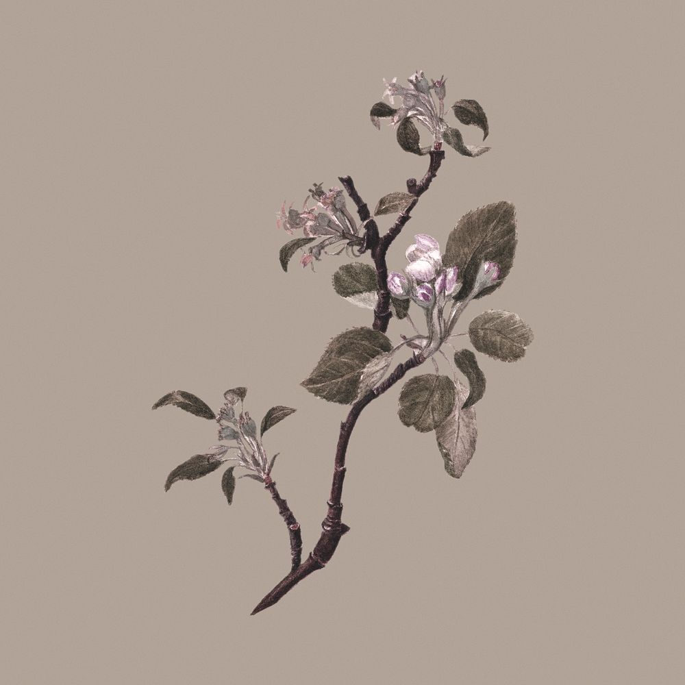 Hand drawn apple flower bough on a brown background