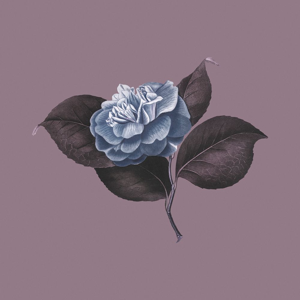 Hand drawn camellia flower on a dull purple background
