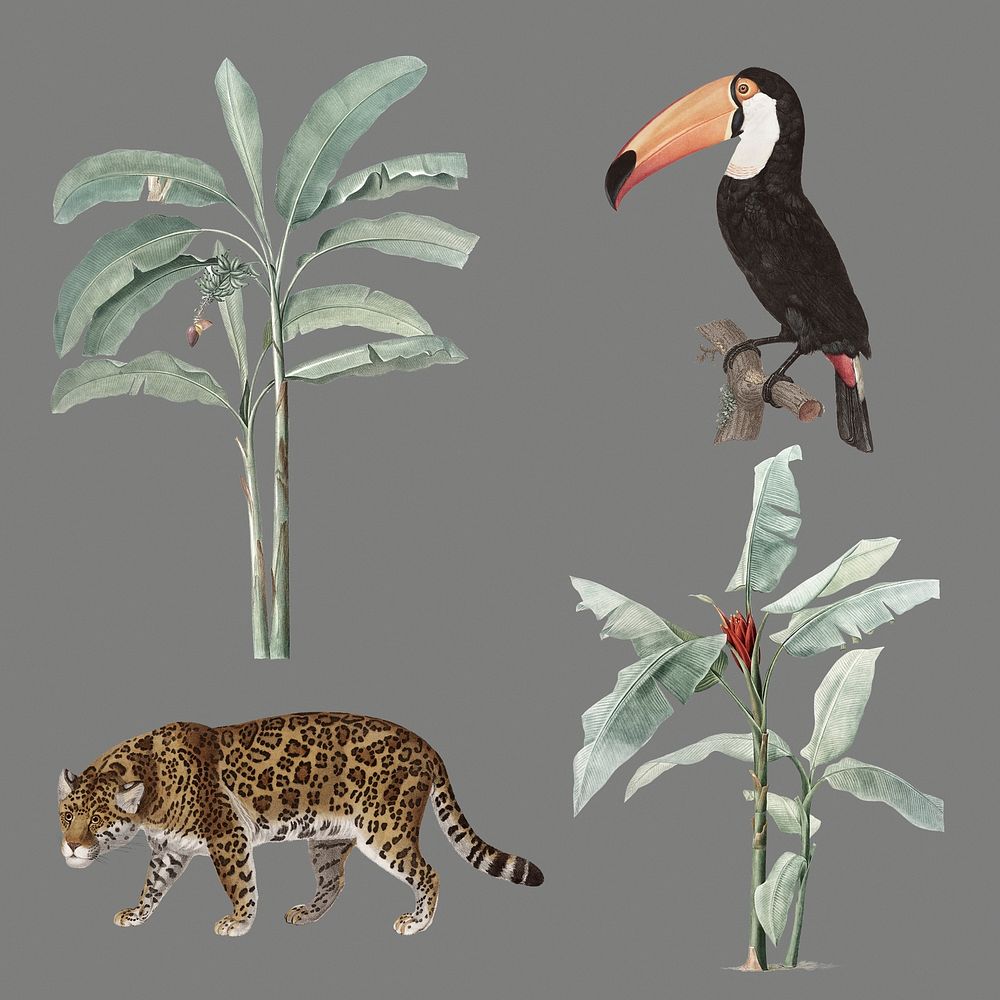 Hand drawn wildlife and banana trees set on a gray background