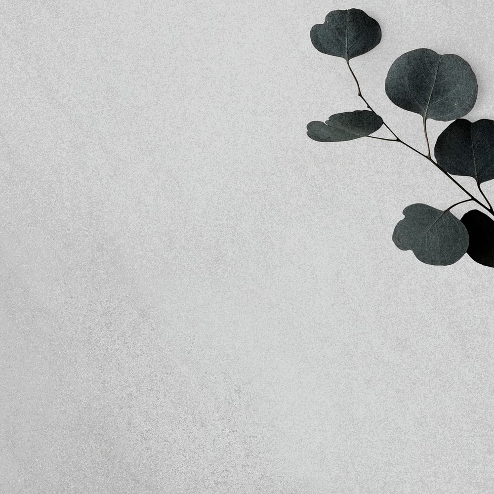 Eucalyptus branch gray psd wallpaper background