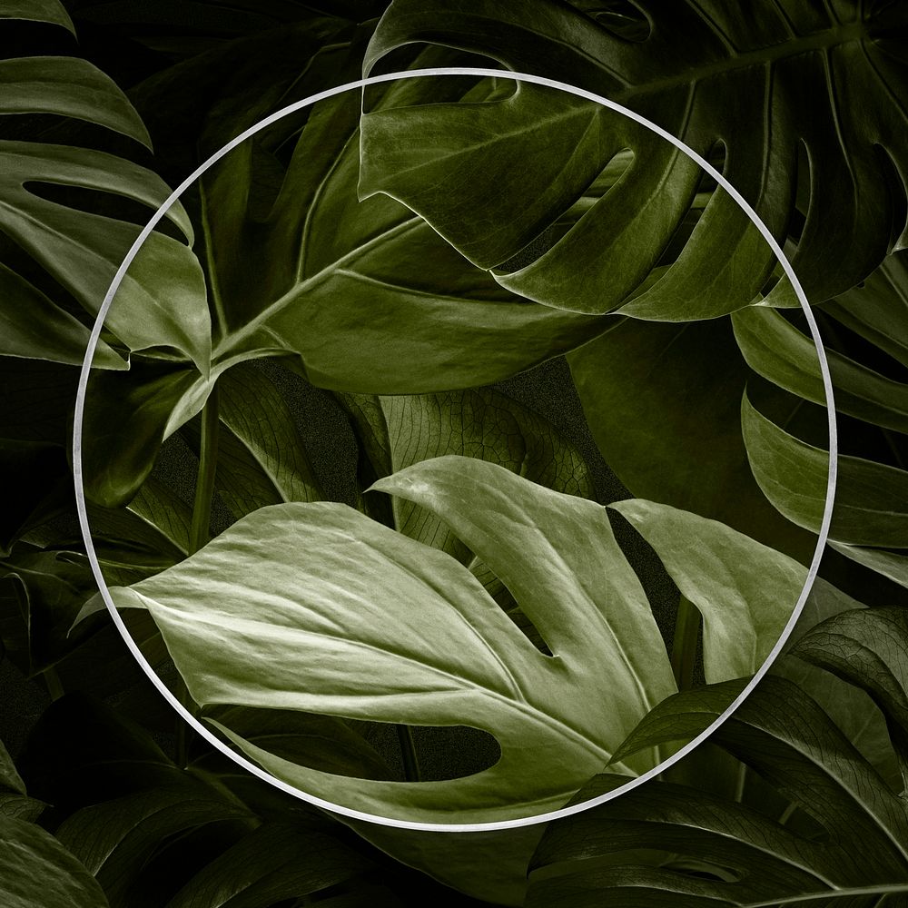 Round leafy monstera nature frame psd