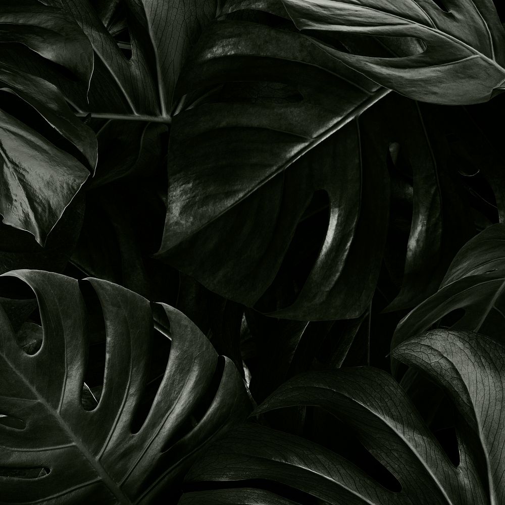 Monstera delicosa leaves nature background
