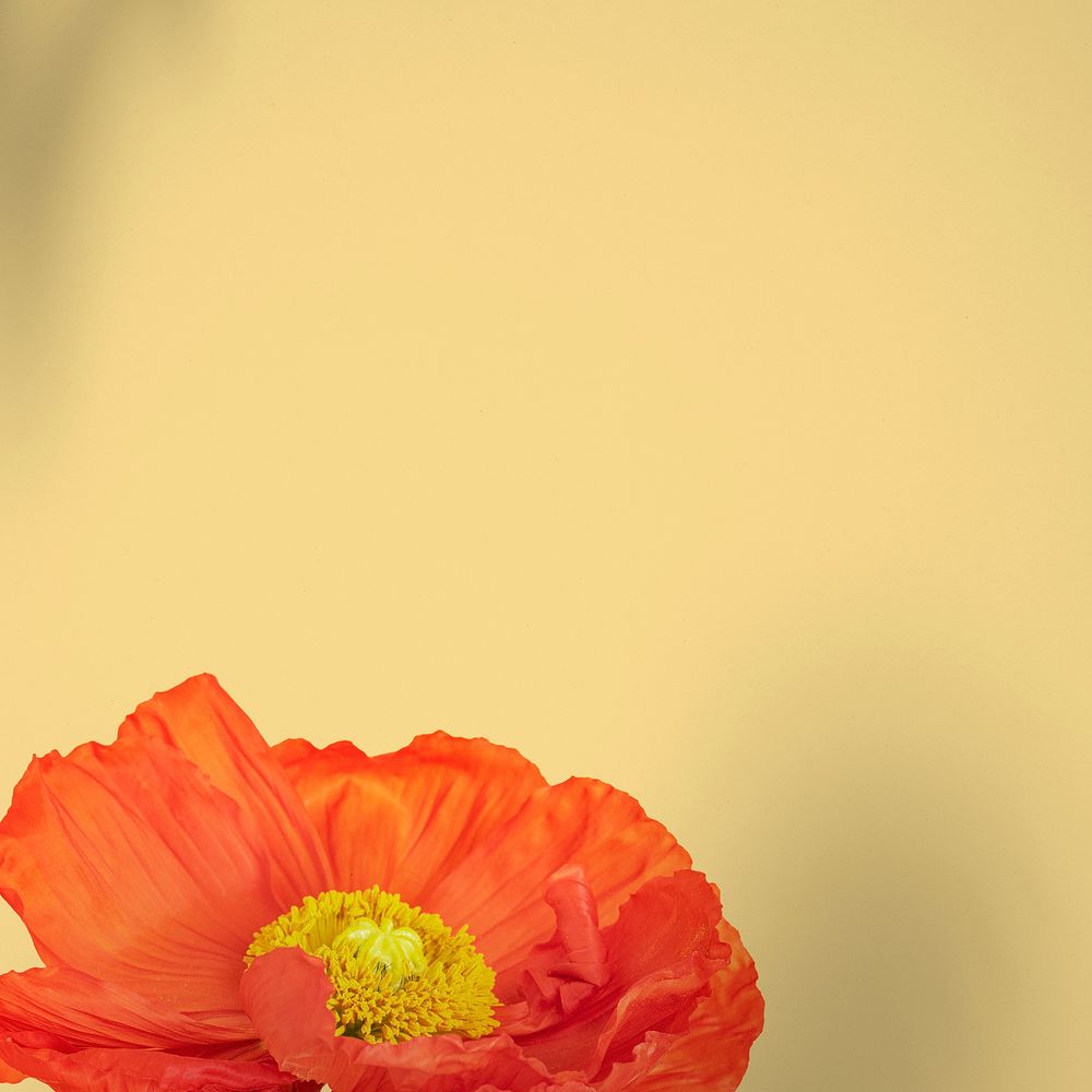 Closeup of red poppy flower on beige background