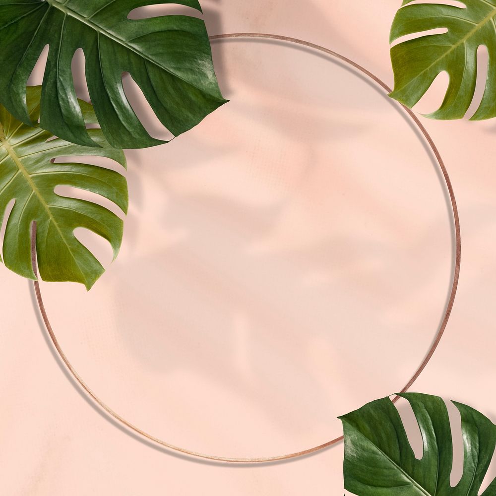 Gold round Monstera leaves frame on pink background
