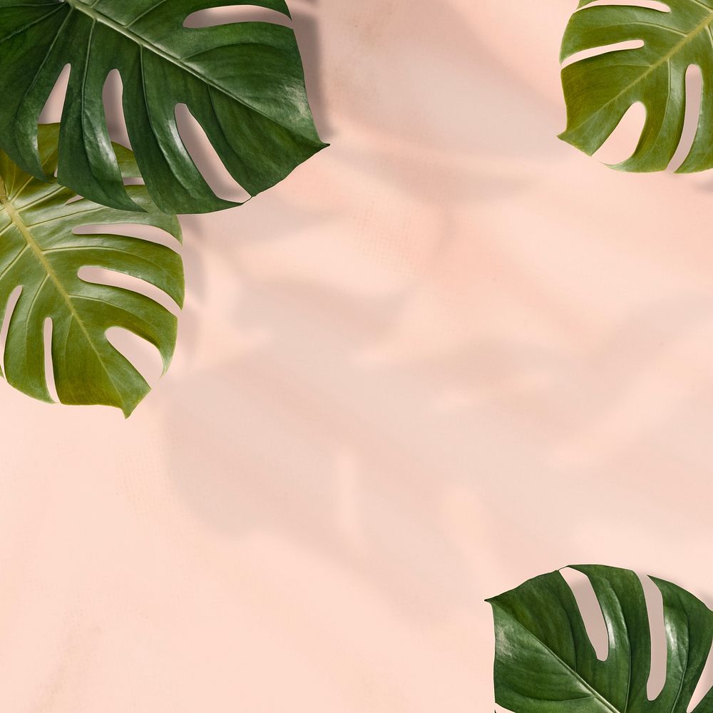 Monstera leaves on pink background