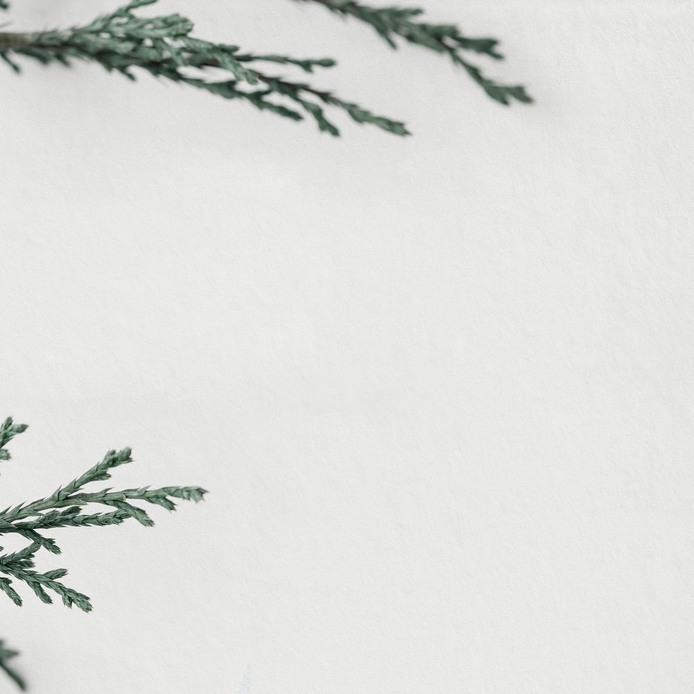Pine branch psd winter background
