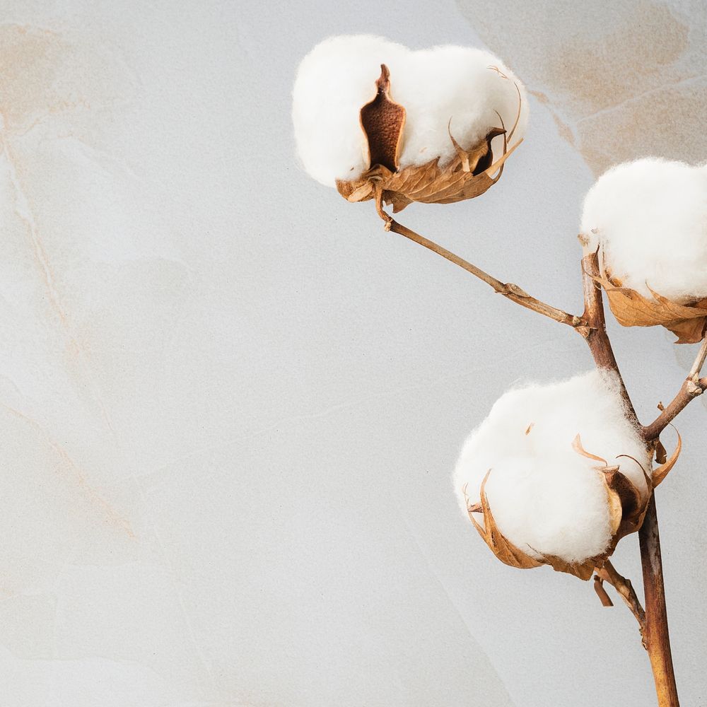 Cotton flower background and design space