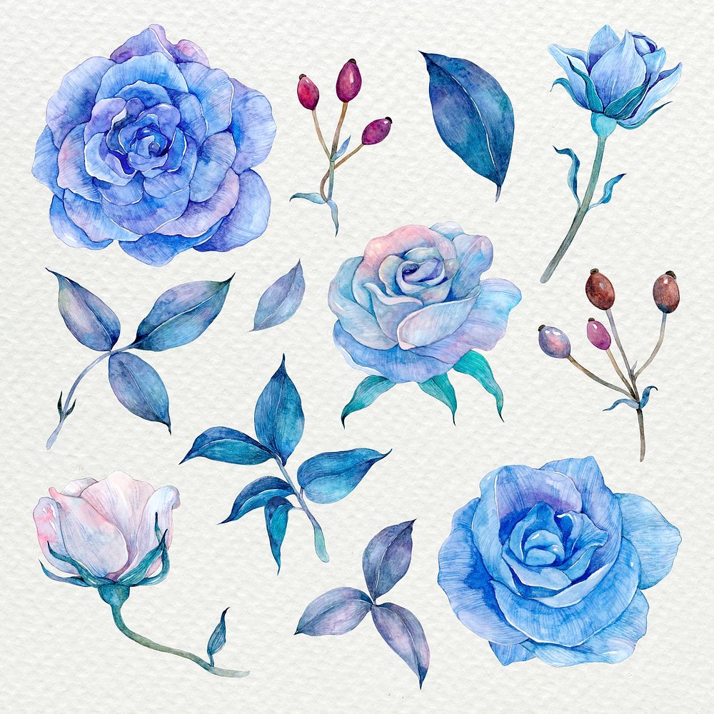 Watercolor floral and botanical hand drawn illustrations