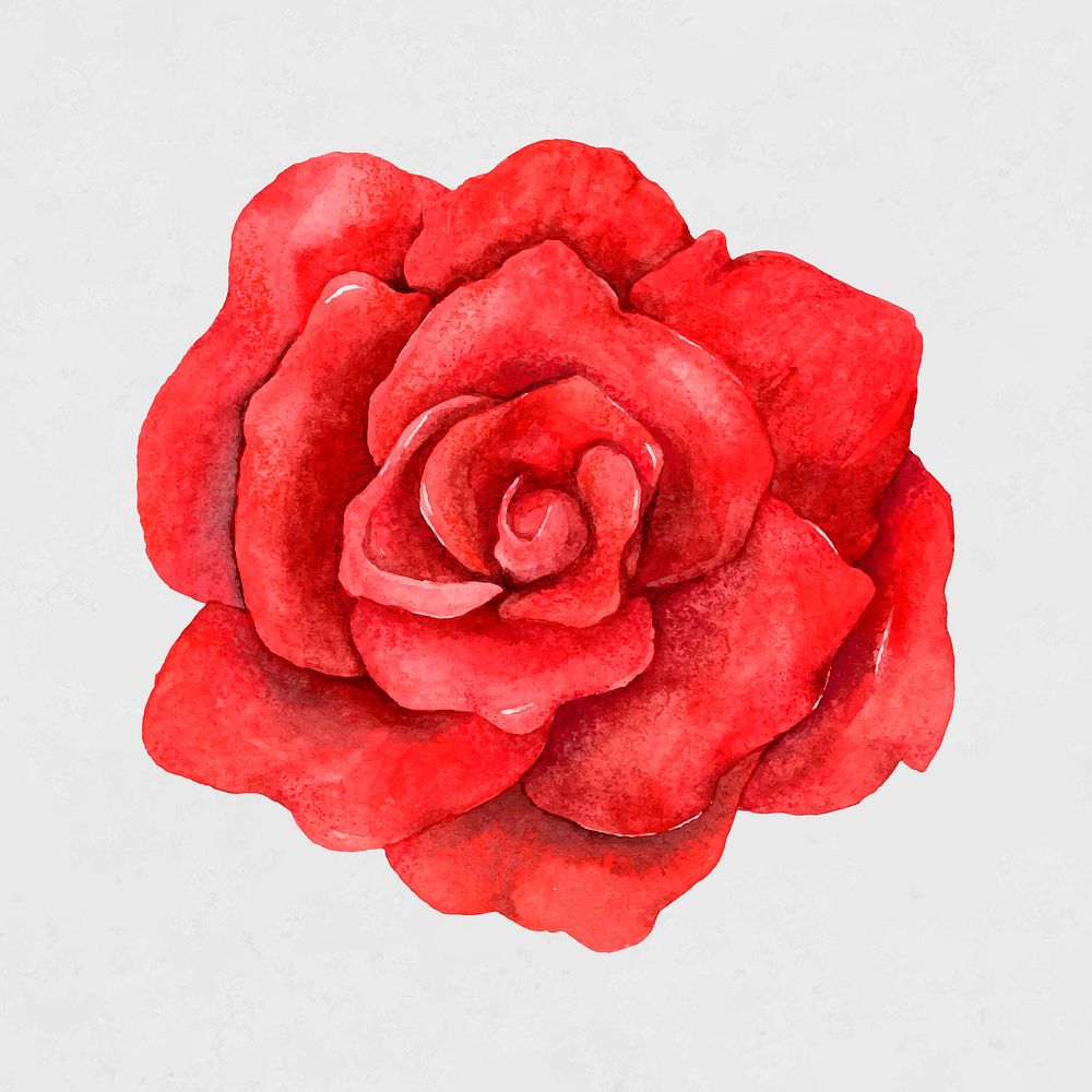 Vector red rose flower vintage clipart