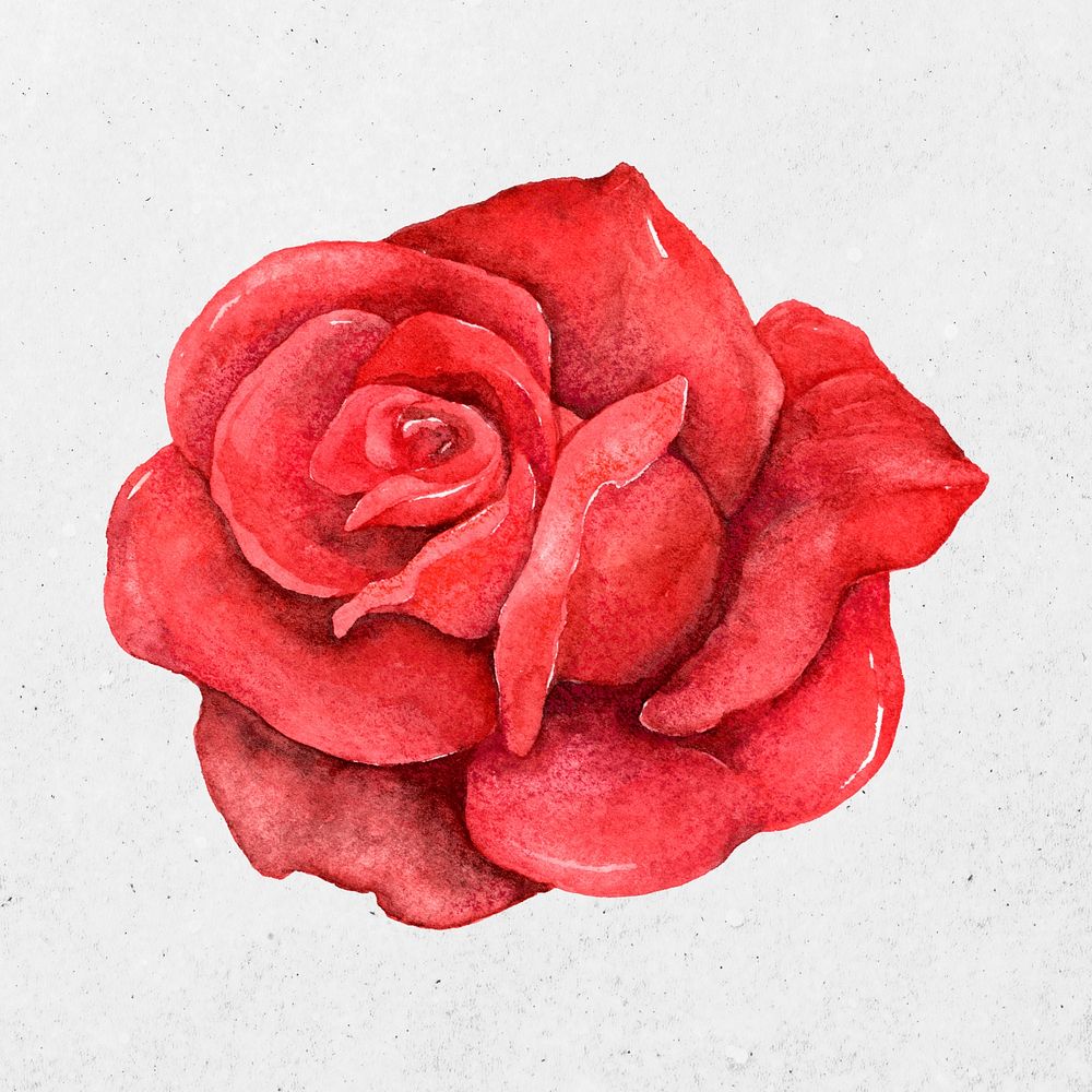 Psd red rose flower watercolor clipart