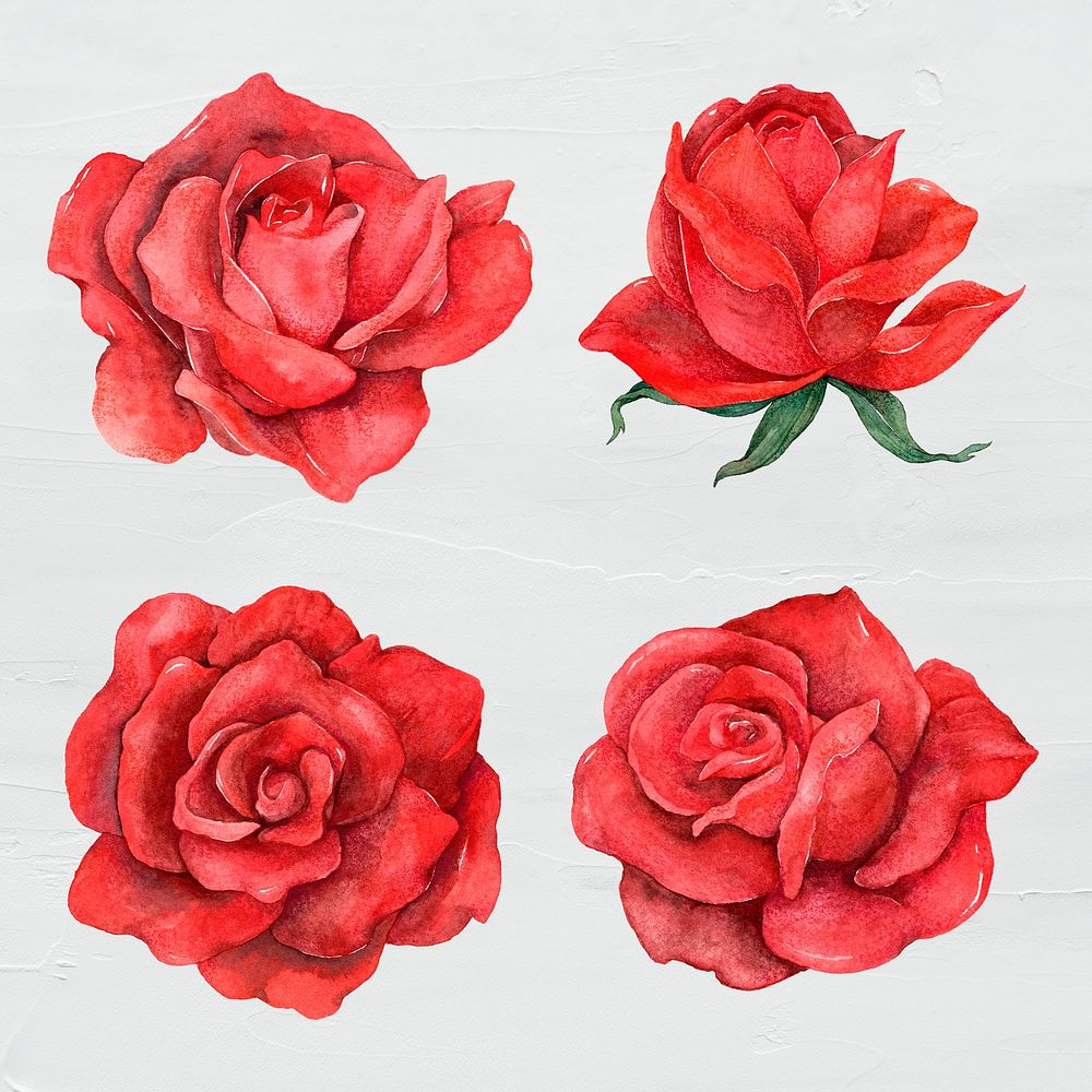 Red rose flower clipart psd set
