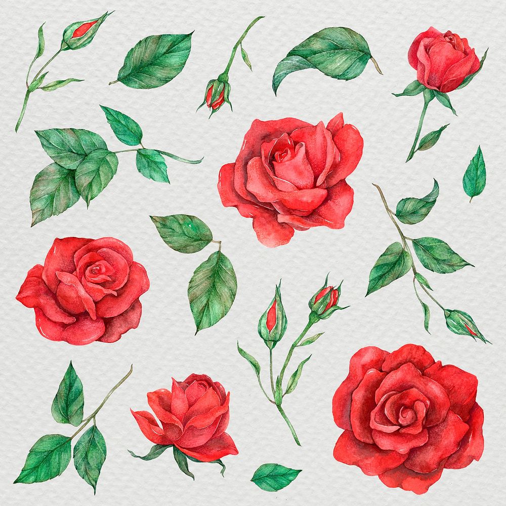 Rose and leaf set psd watercolor style