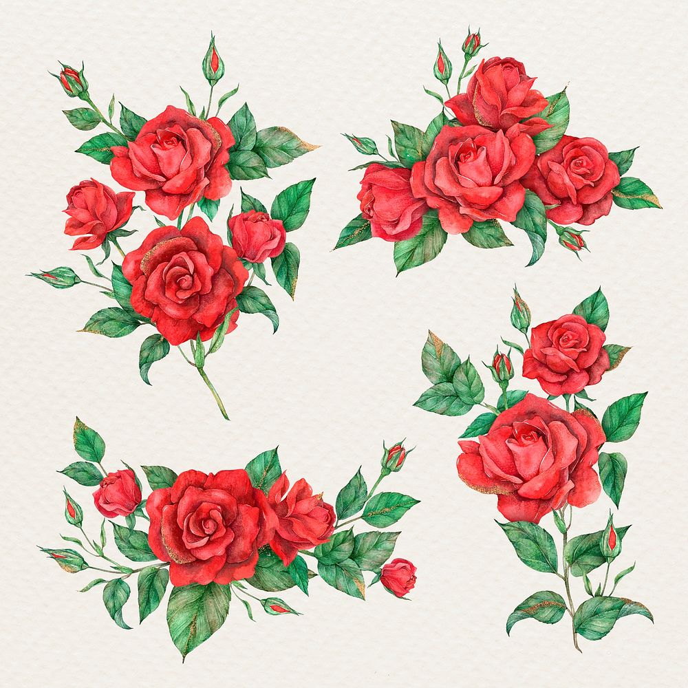 Blooming red rose flower psd set