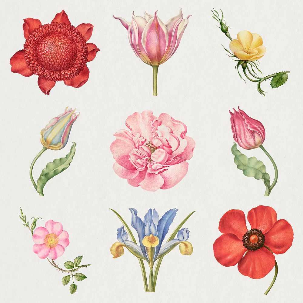 Blooming flower illustration set, remix from The Model Book of Calligraphy Joris Hoefnagel and Georg Bocskay