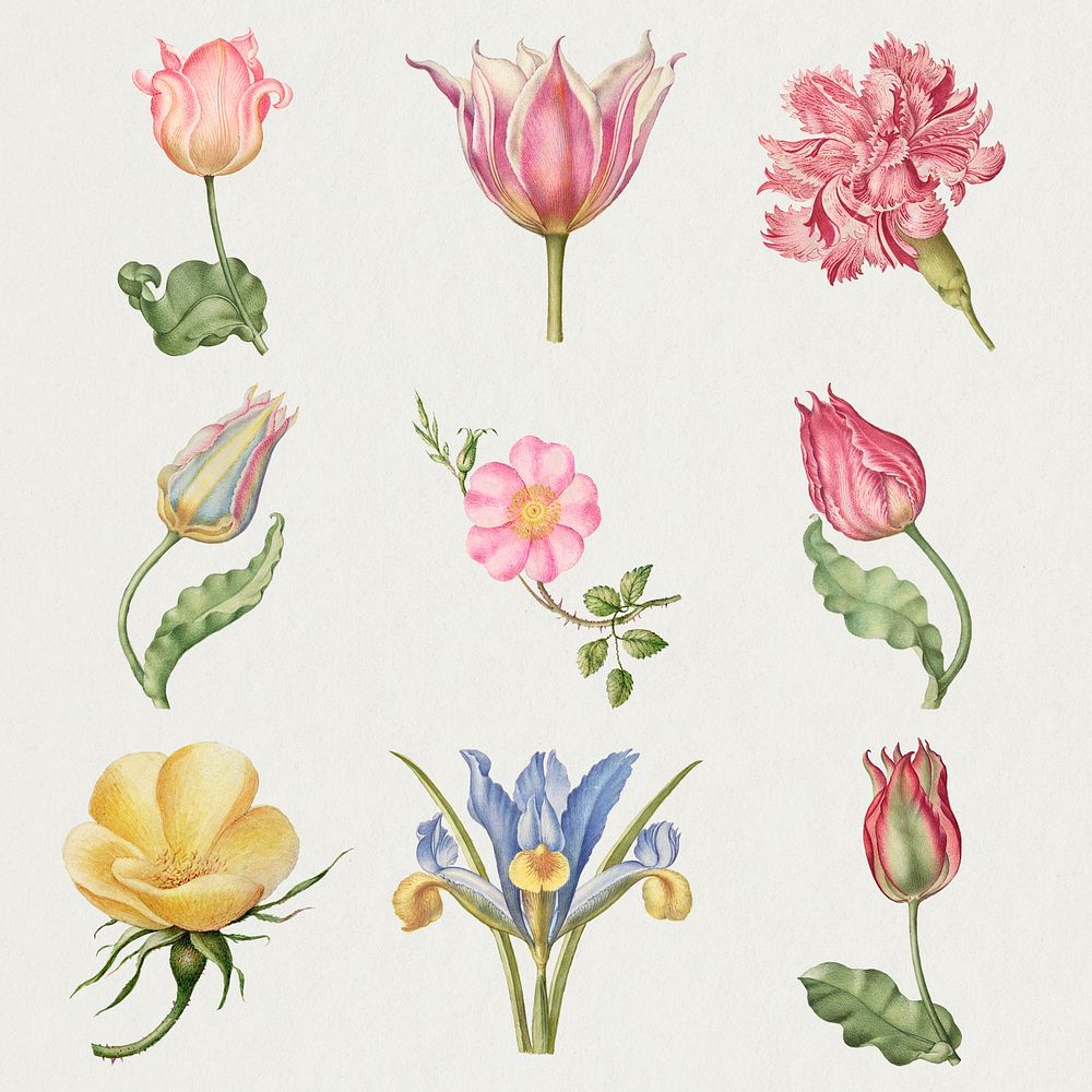 Flowers psd botanical vintage illustration set, remix from The Model Book of Calligraphy Joris Hoefnagel and Georg Bocskay