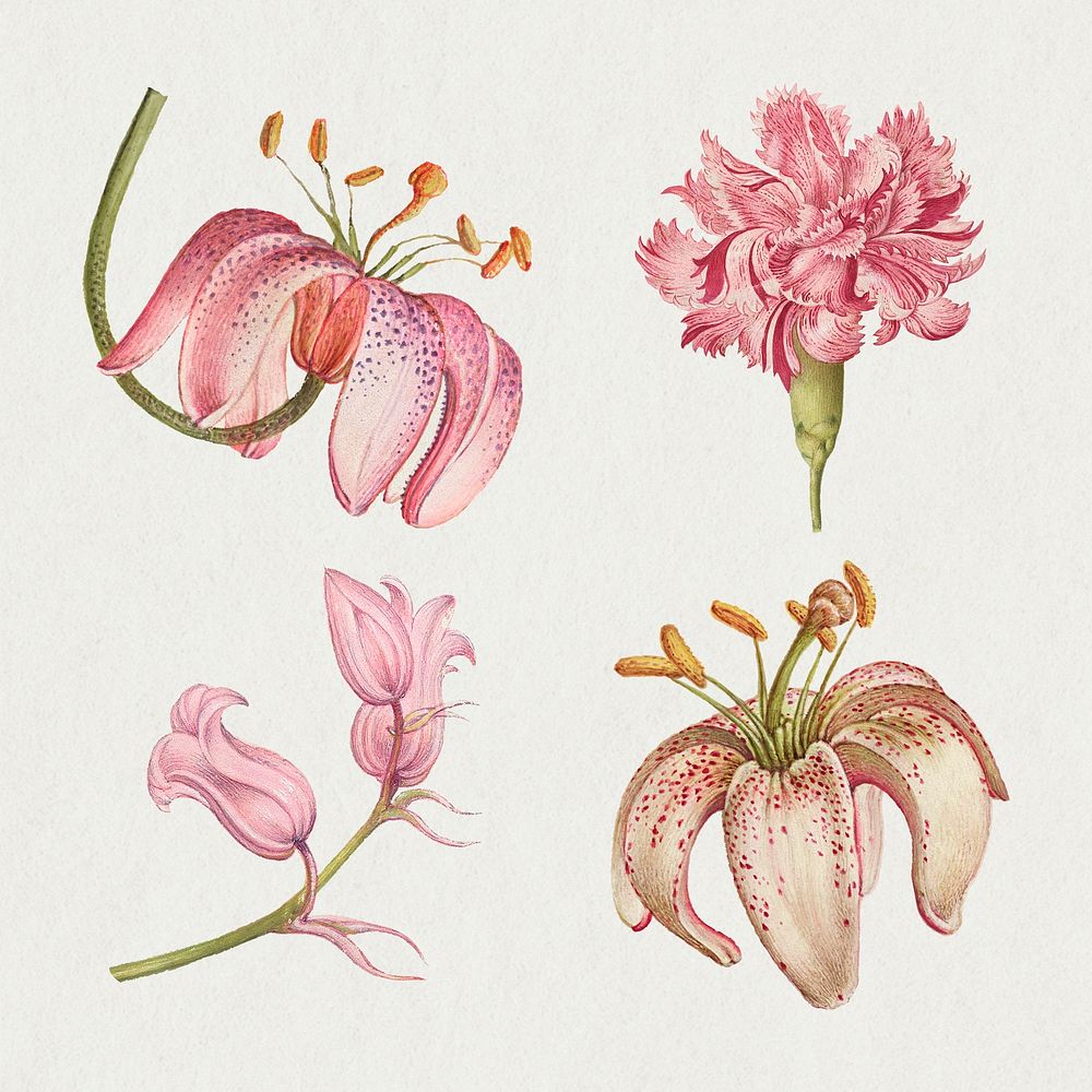 Blooming pink flowers psd hand drawn floral illustration set, remix from The Model Book of Calligraphy Joris Hoefnagel and…
