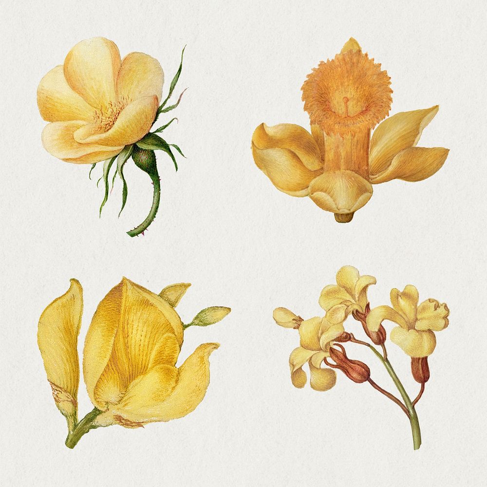 Botanical hand drawn vintage yellow flower set, remix from The Model Book of Calligraphy Joris Hoefnagel and Georg Bocskay