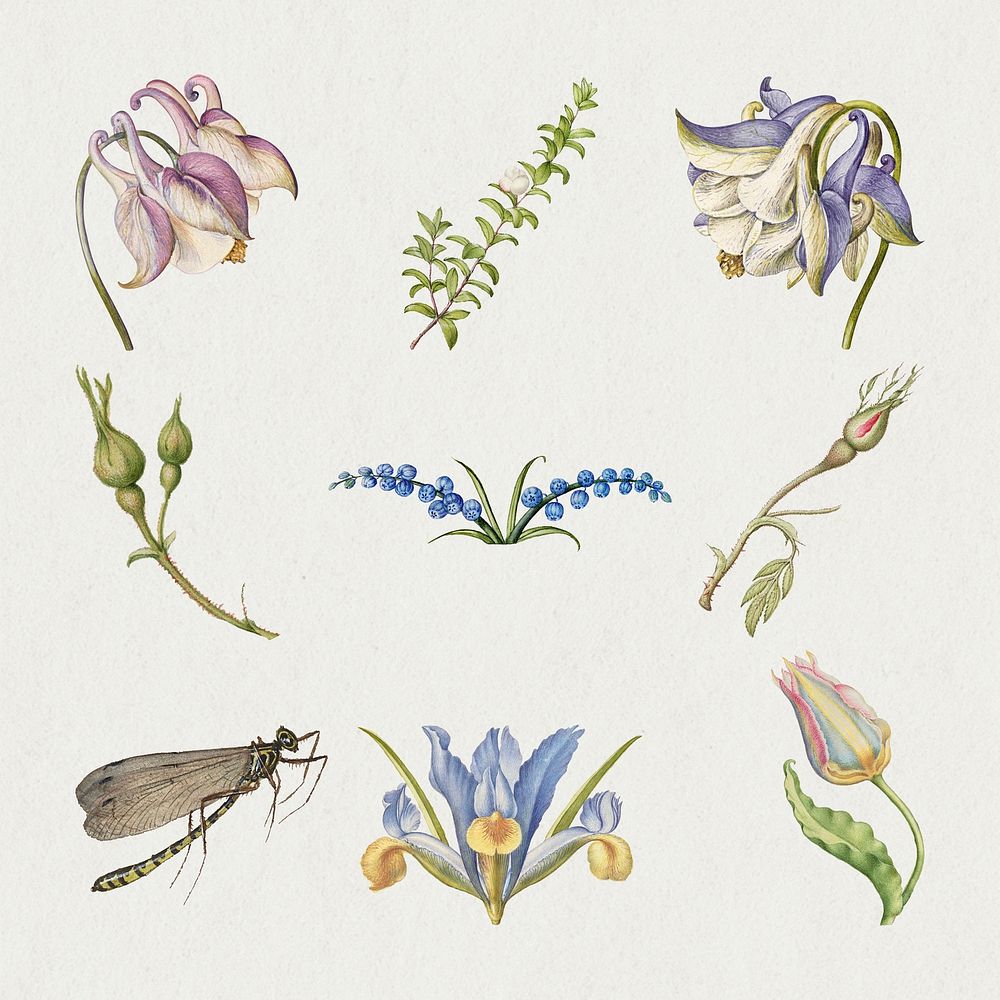 Vintage flower psd illustration floral drawing set, remix from The Model Book of Calligraphy Joris Hoefnagel and Georg…
