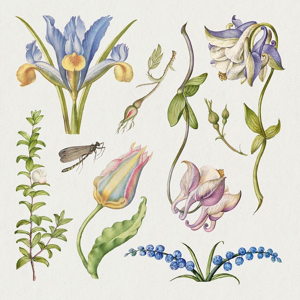 Vintage flower psd illustration floral drawing set, remix from The Model Book of Calligraphy Joris Hoefnagel and Georg…
