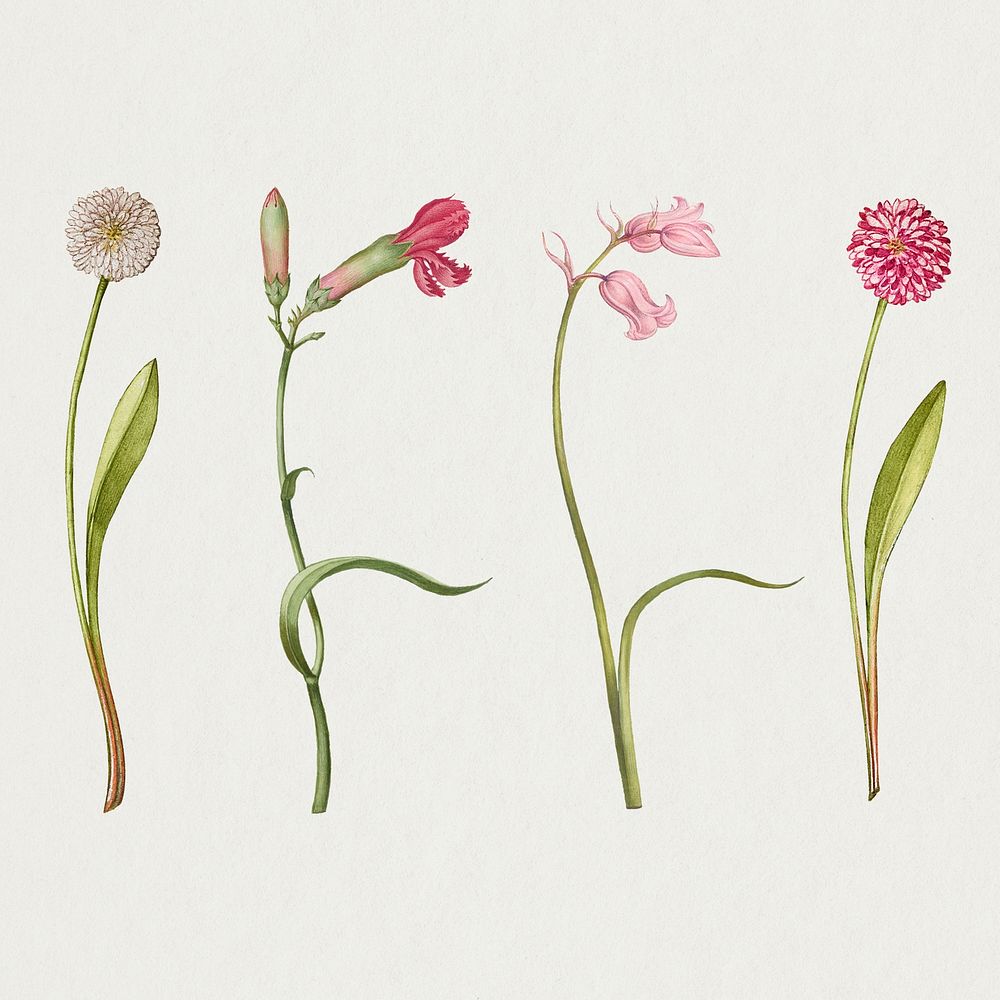 Pink flower psd botanical vintage illustration set, remix from The Model Book of Calligraphy Joris Hoefnagel and Georg…