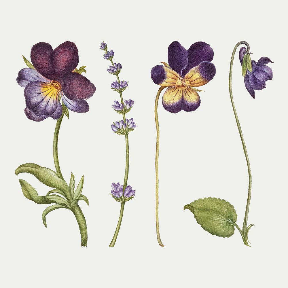 Purple flower vector flower botanical vintage illustration, remix from The Model Book of Calligraphy Joris Hoefnagel and…