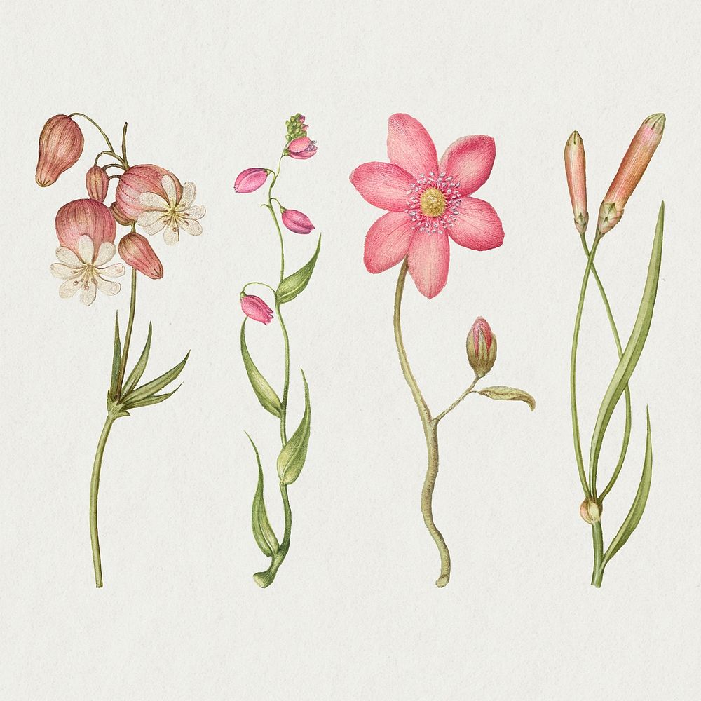 Pink flower blossom psd illustration hand drawn set, remix from The Model Book of Calligraphy Joris Hoefnagel and Georg…