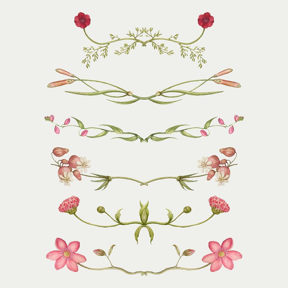 Pink flower divider flourish set vector, remix from The Model Book of Calligraphy Joris Hoefnagel and Georg Bocskay