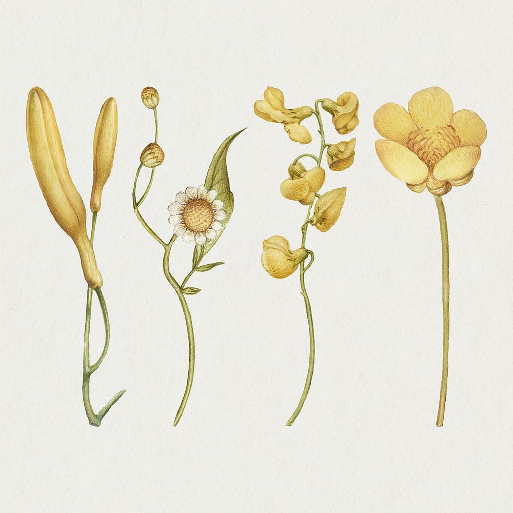 Yellow flower blossom psd illustration hand drawn set, remix from The Model Book of Calligraphy Joris Hoefnagel and Georg…