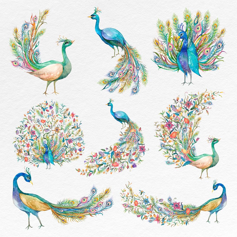 Beautiful watercolor peacock psd set