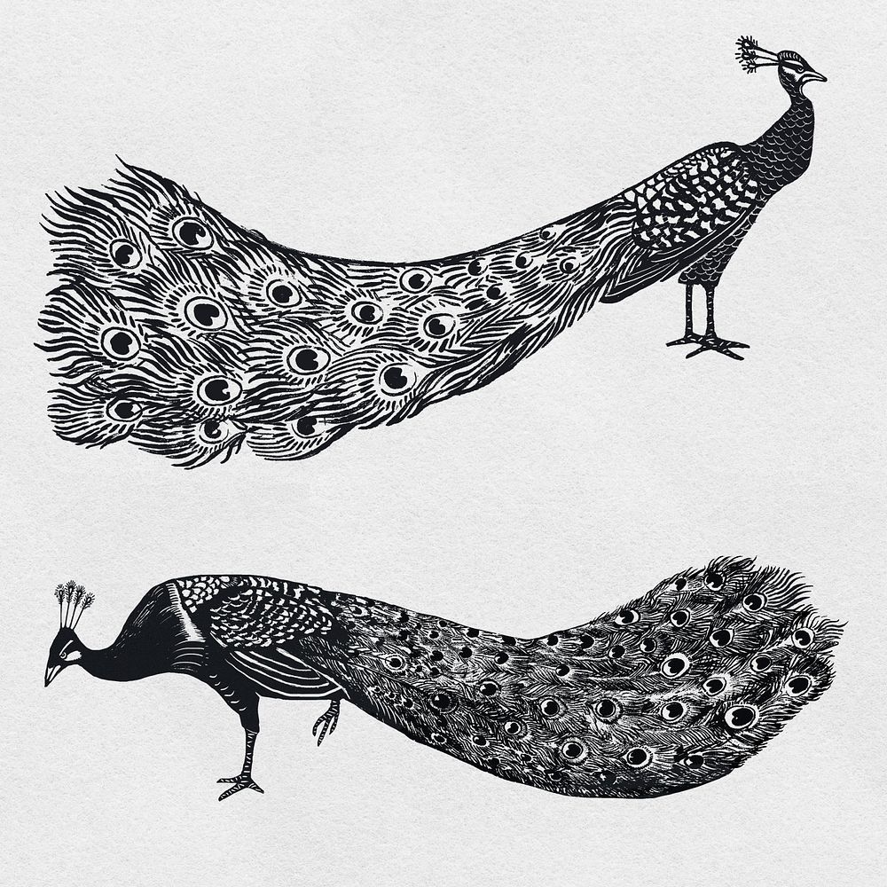 Black peacock psd linocut stencil pattern drawing collection