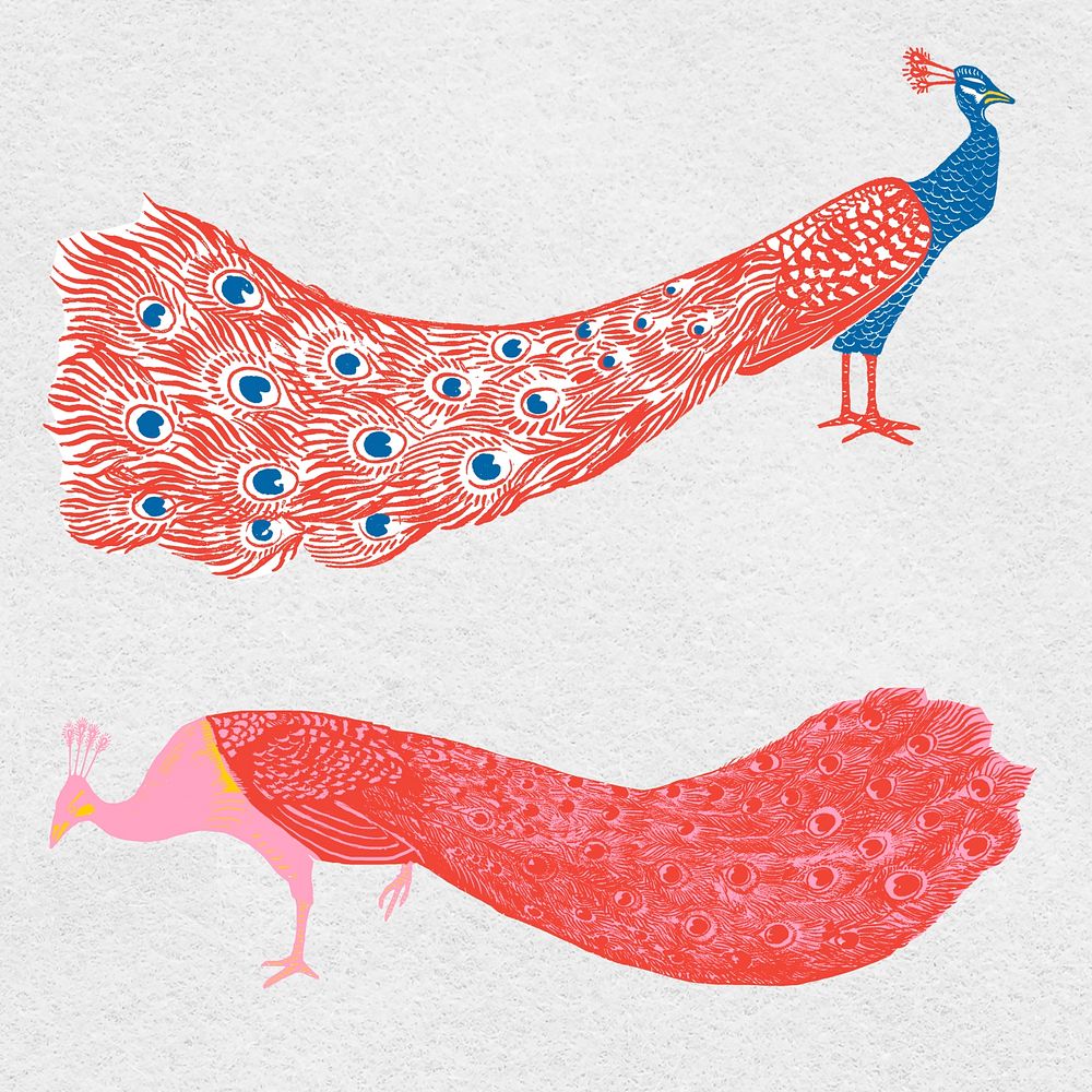 Vintage colorful peacock psd exotic bird collection