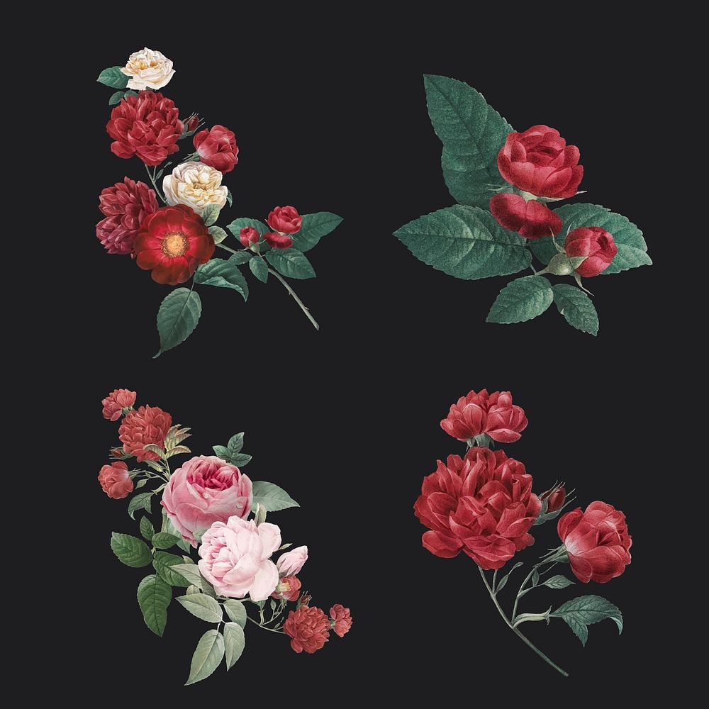 Luxury Valentine's red roses vector watercolor illustration set