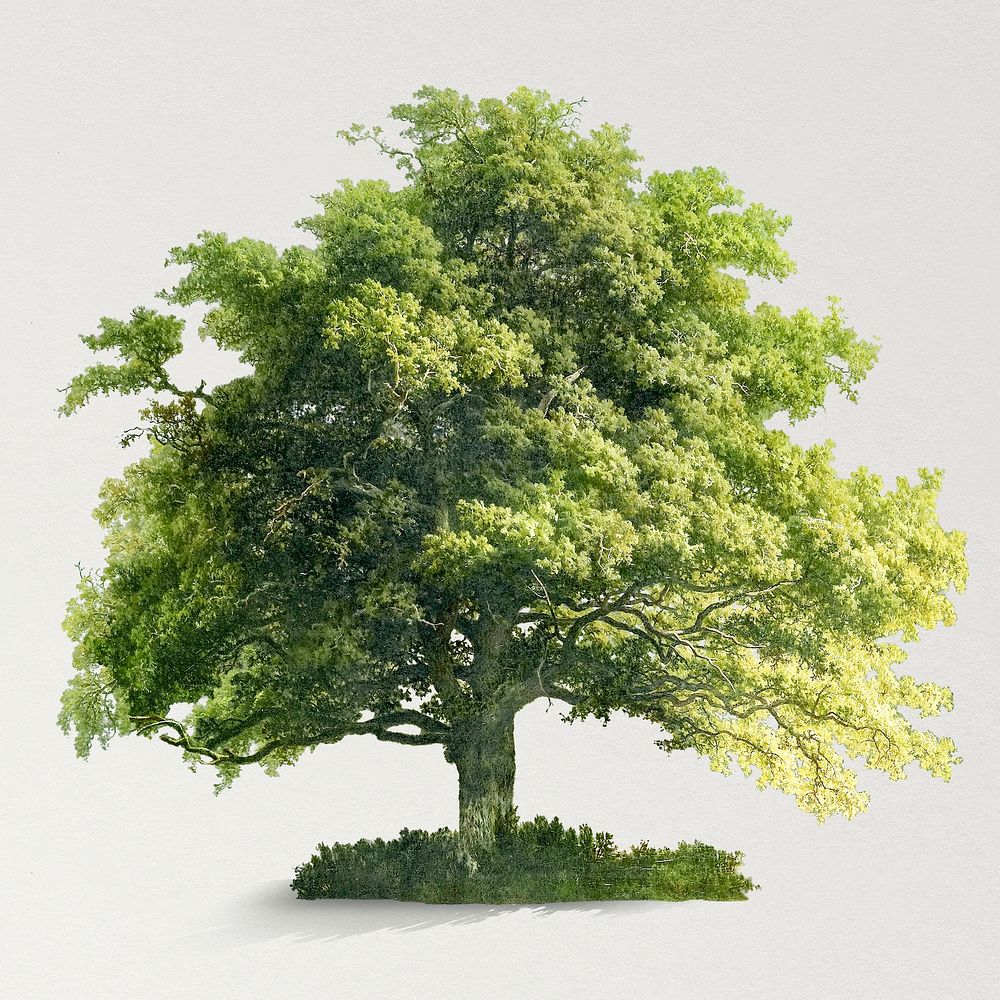 Green oak tree psd for world environment campaign