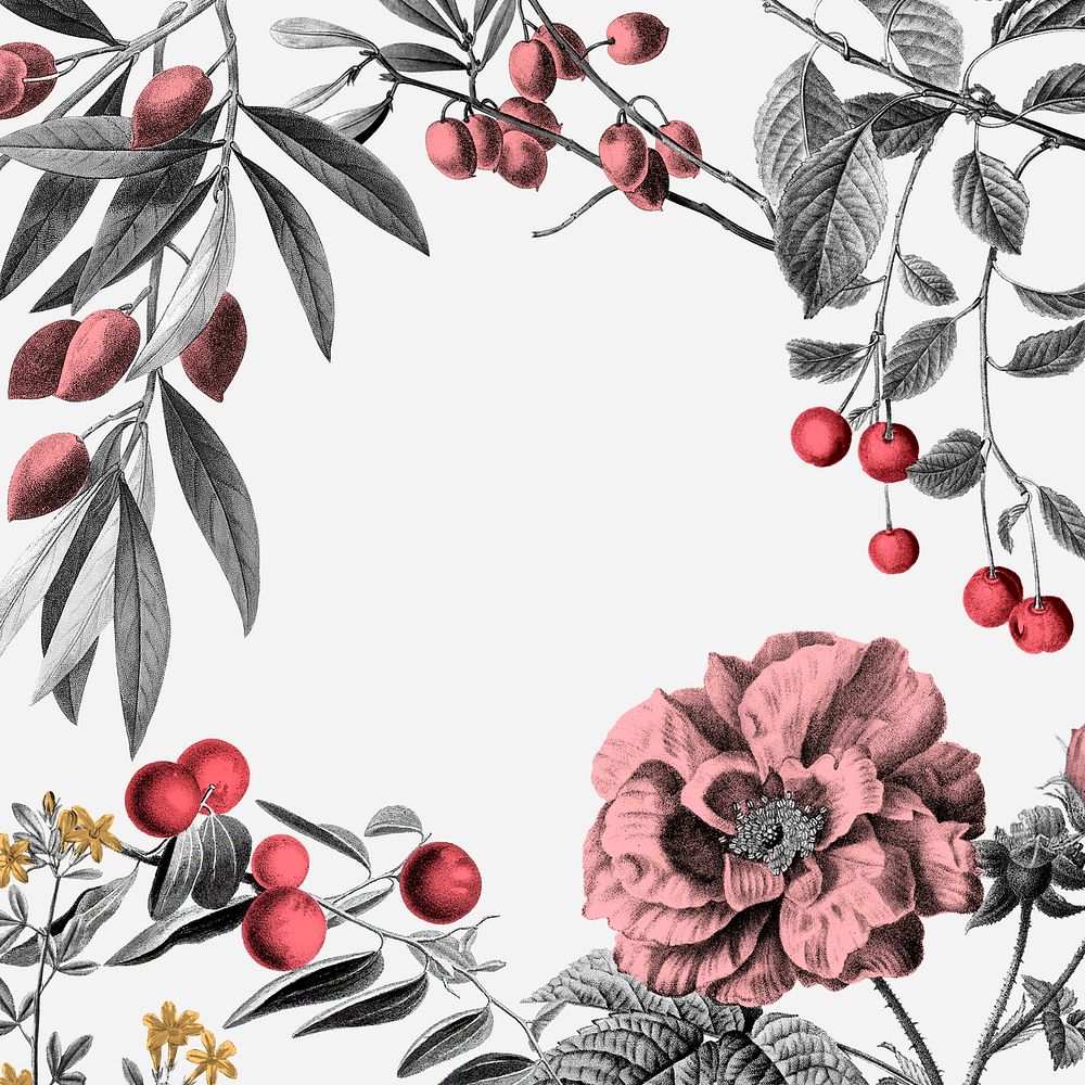 Rose frame psd pink vintage botanical illustration and fruits on white background