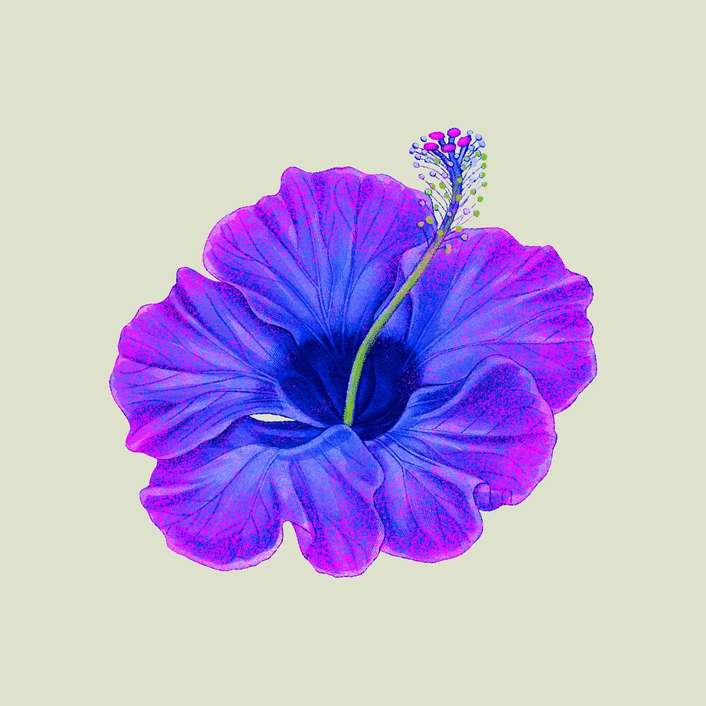 Purple hibiscus flower psd illustration in hand drawn style