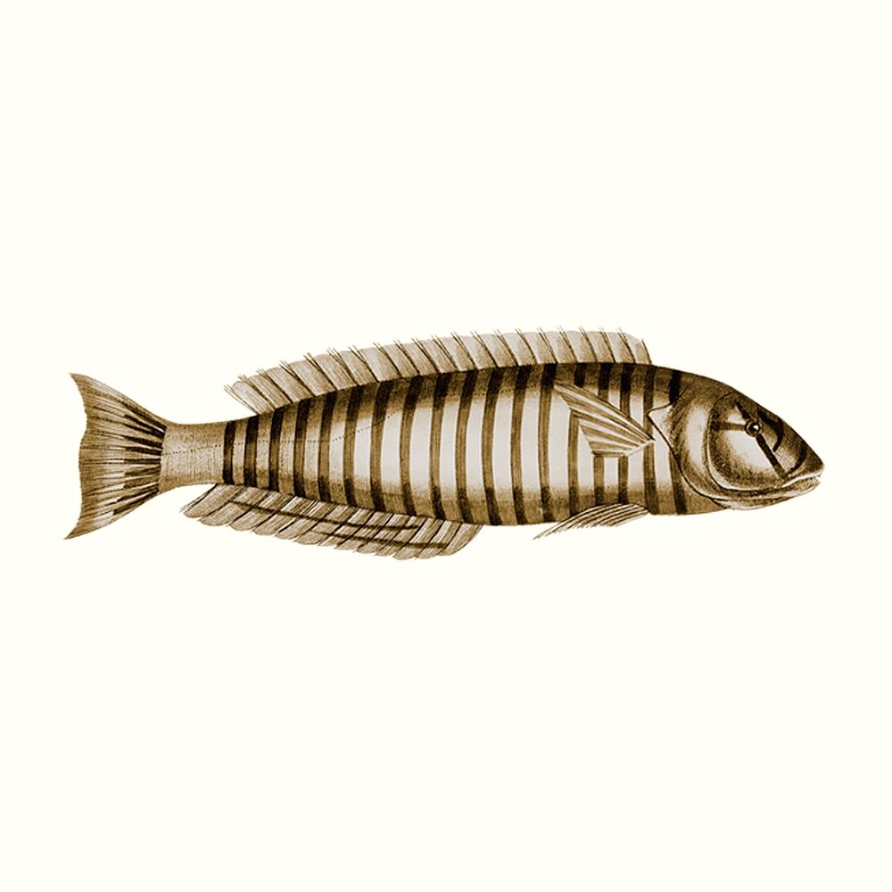 Vintage ring wrasse fish psd illustration, remixed from public domain artworks