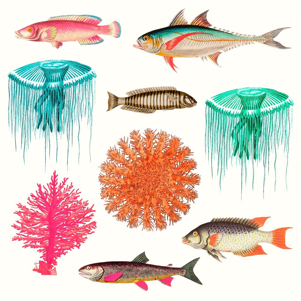 Vintage marine life vector illustration set, remixed from public domain artworks