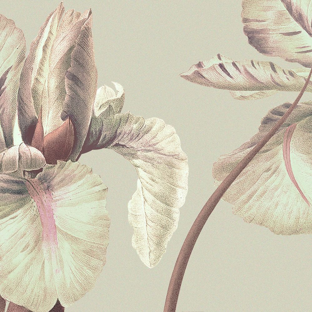 Vintage floral background with iris flower illustration, remixed from public domain artworks