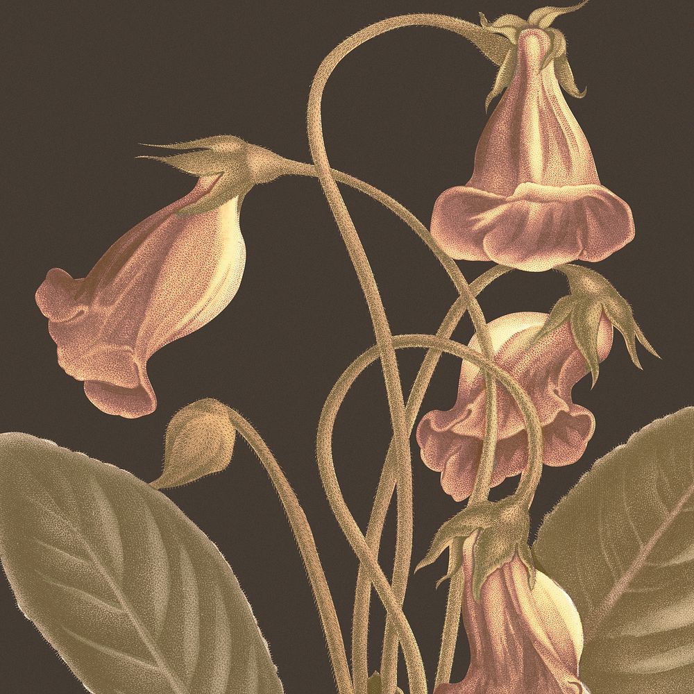 Vintage gloxinia flower background illustration, remixed from public domain artworks