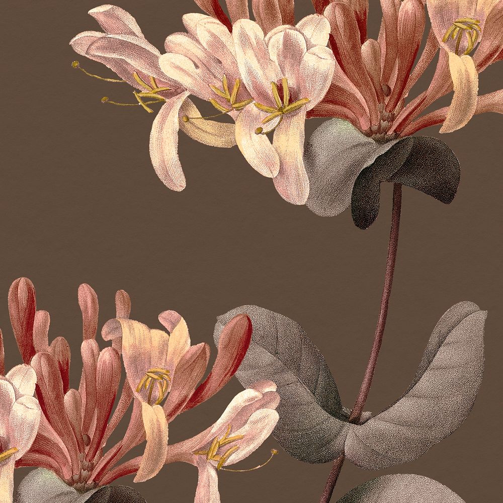 Vintage honeysuckle flower background psd illustration, remixed from public domain artworks