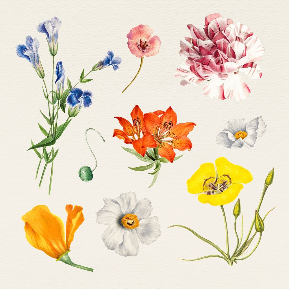 Vintage flower psd illustration set, remixed from public domain artworks