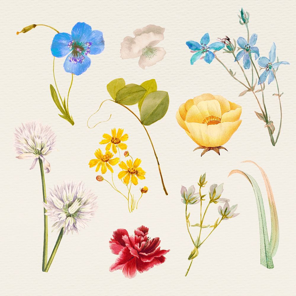 Vintage spring flower name psd illustration set, remixed from public domain artworks