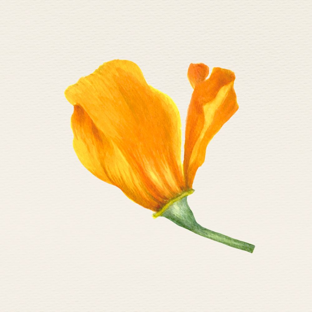 Vintage orange poppy flower hand drawn illustration, remixed from public domain artworks