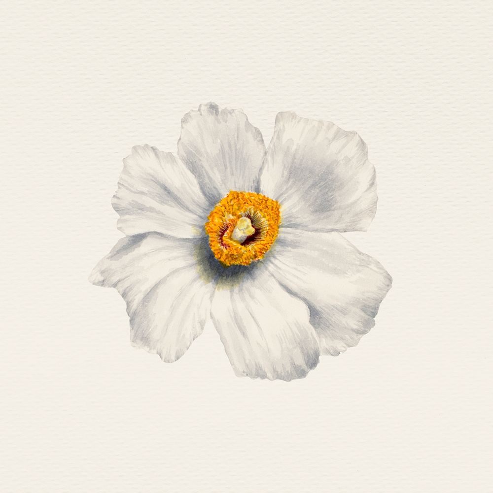 Vintage white poppy flower illustration, remixed from public domain artworks