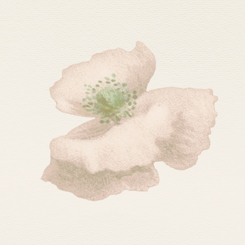 Summer white flower hand drawn illustration, remixed from public domain artworks