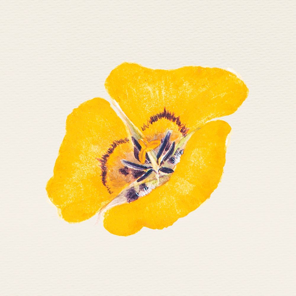 Vintage yellow flower hand drawn illustration, remixed from public domain artworks