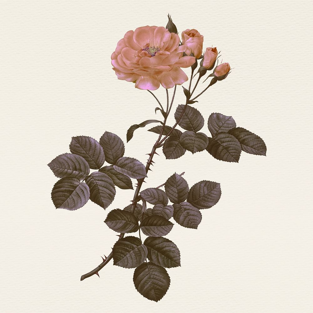 Vintage damask rose flower psd illustration, remixed from public domain artworks