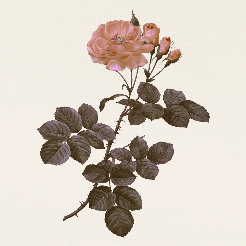 Vintage damask rose flower hand drawn illustration, remixed from public domain artworks